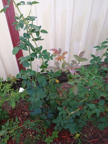 1000075199.jpg 1000075199.jpg