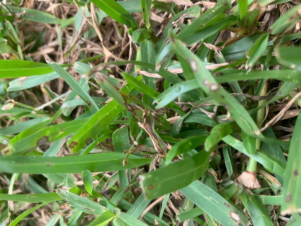 Fungal marks.jpg Fungal marks.jpg