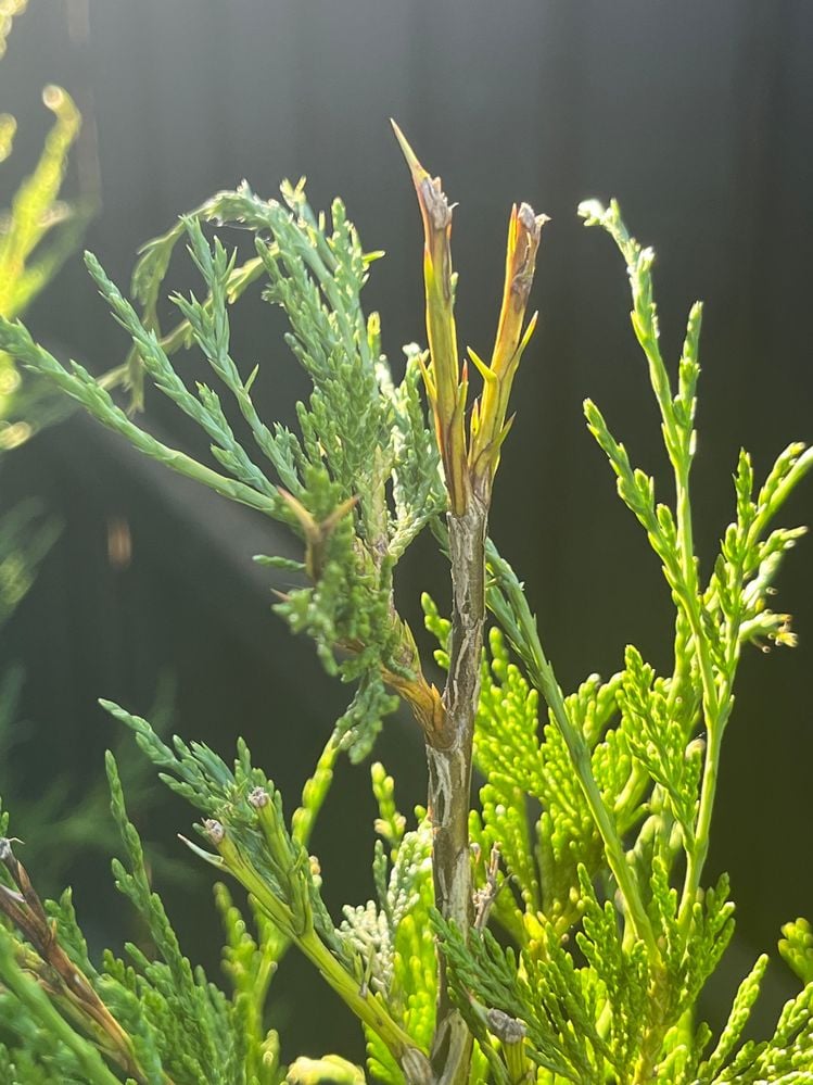 image1.jpg image1.jpg