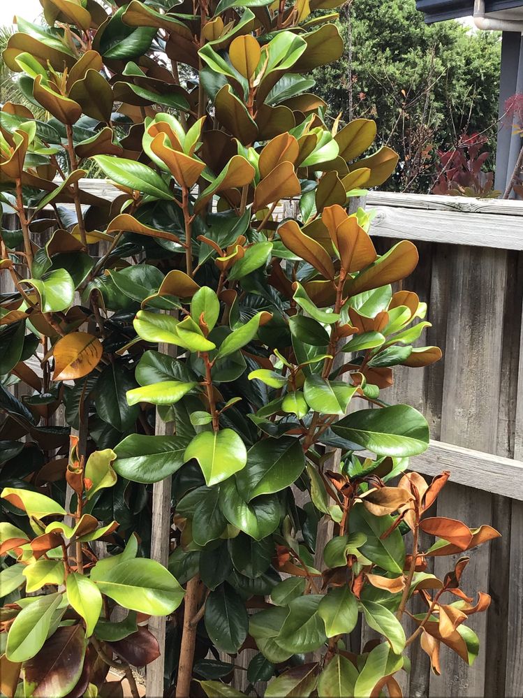 IMG_5118.jpeg IMG_5118.jpeg