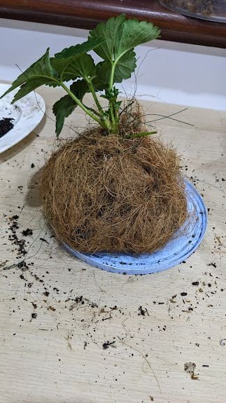 PXL_20240729_040231461.jpg PXL_20240729_040231461.jpg