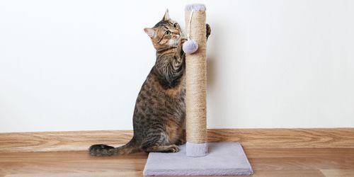 Use scratching posts for cats.jpeg Use scratching posts for cats.jpeg