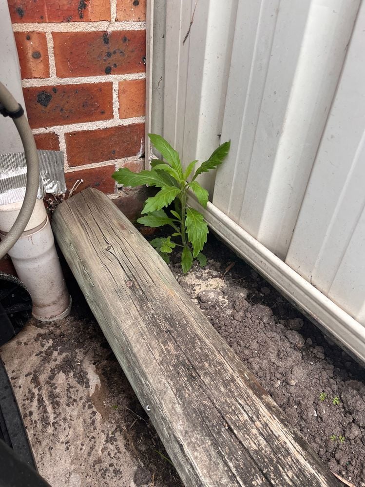 Unknown.jpeg Unknown.jpeg