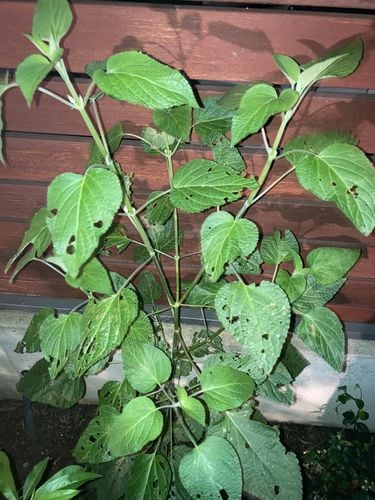 F333693B-4D5A-46ED-B99D-527E8A3A4C3C.jpeg F333693B-4D5A-46ED-B99D-527E8A3A4C3C.jpeg