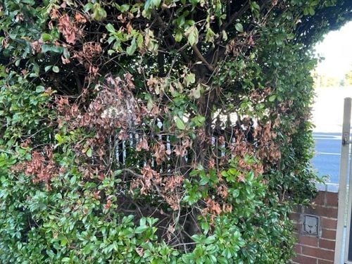 IMG_6596.jpeg IMG_6596.jpeg