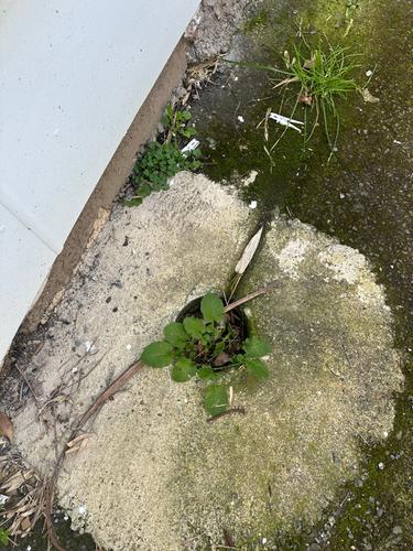 IMG_4796.jpeg IMG_4796.jpeg