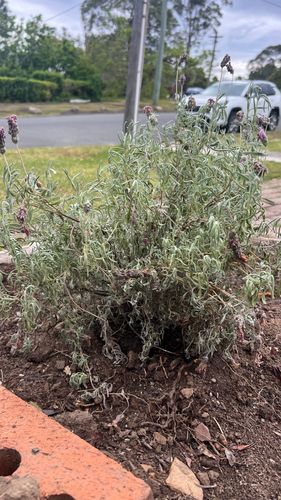 IMG_1718.jpeg IMG_1718.jpeg