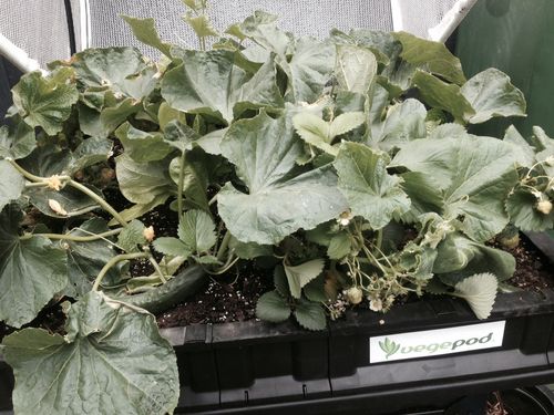 cucumbers2.jpg cucumbers2.jpg