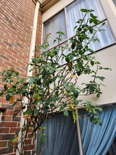 IMG-20250617-WA0002.jpg IMG-20250617-WA0002.jpg