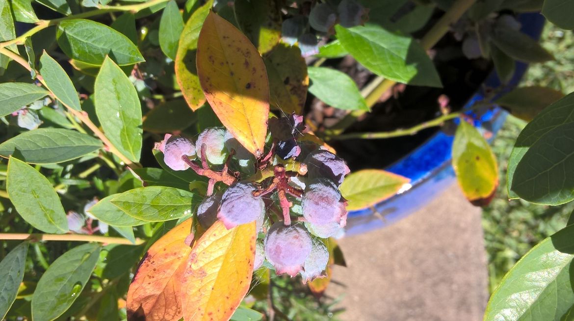 Nellie Kellie 1.jpg Nellie Kellie 1.jpg