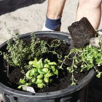 3.1 Sow seeds or plant seedlings.jpg 3.1 Sow seeds or plant seedlings.jpg