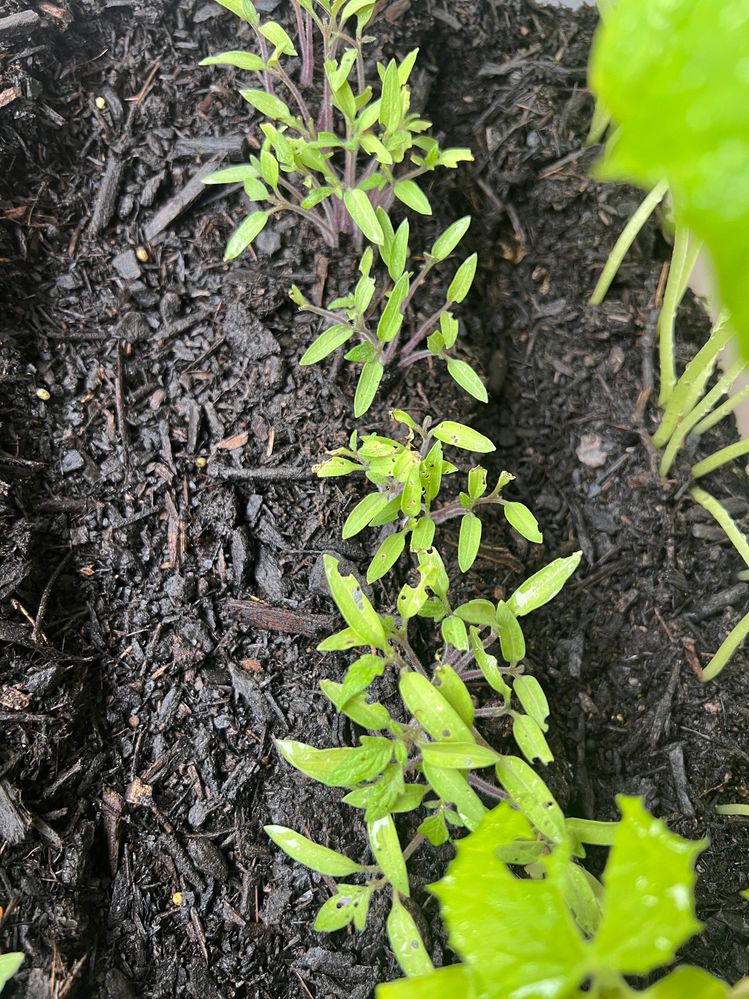 IMG_5417.jpg IMG_5417.jpg