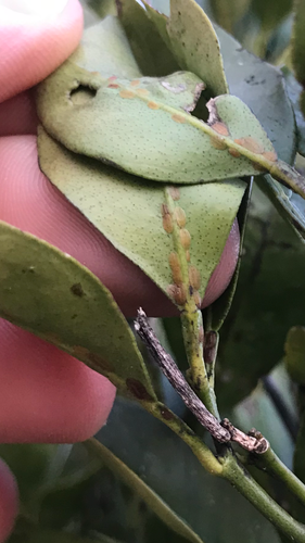 A175E7D8-D78A-40E8-8259-208421FF393A.png A175E7D8-D78A-40E8-8259-208421FF393A.png