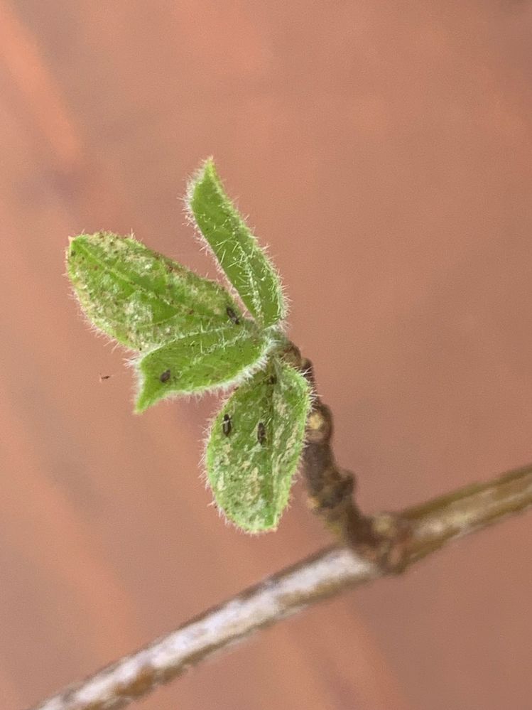 Image (3).jpeg Image (3).jpeg