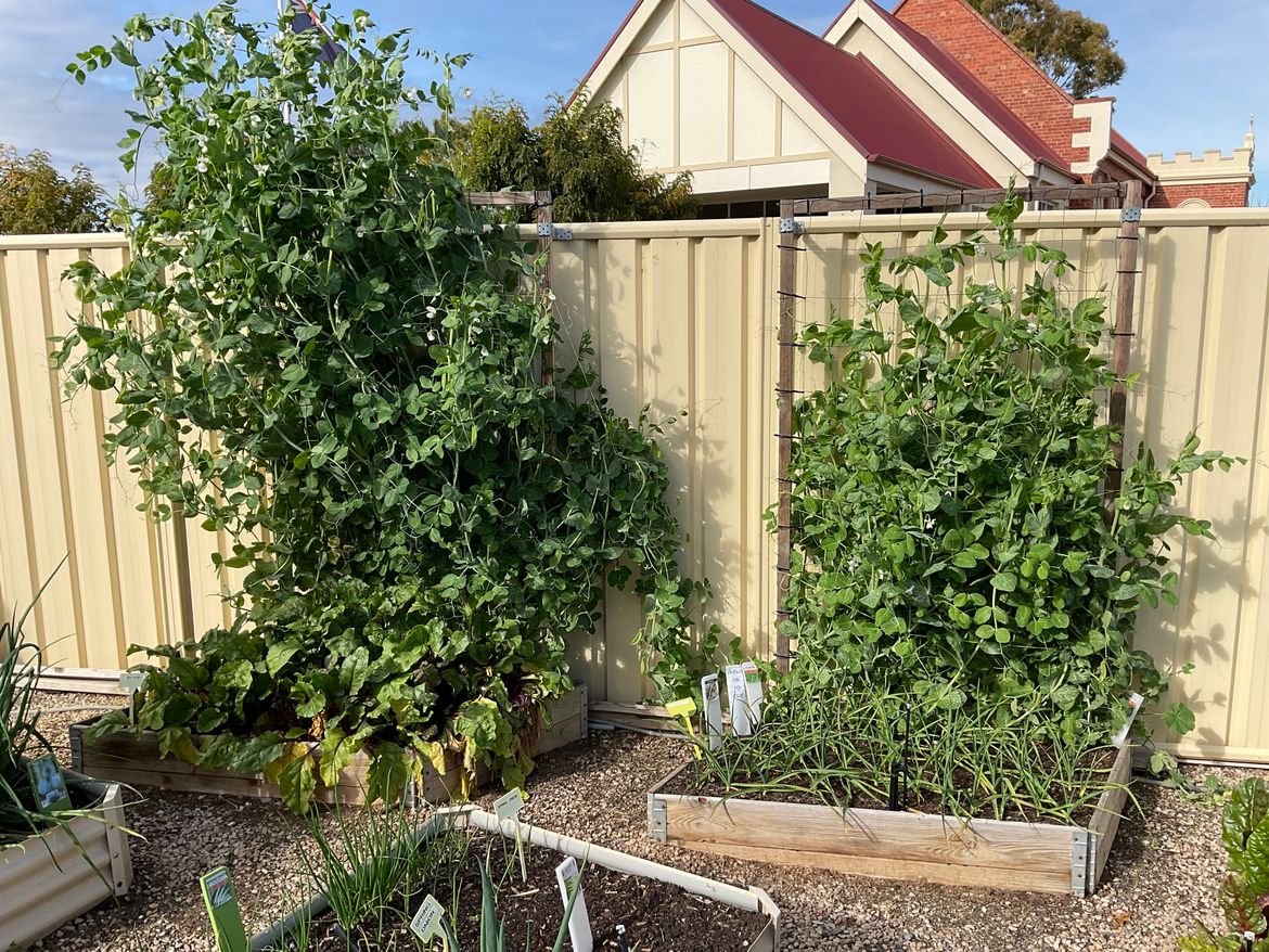 IMG_0785.jpeg IMG_0785.jpeg