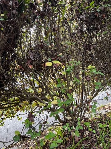 004078F2-8258-4C75-8F57-98F4CDD850B7.jpeg 004078F2-8258-4C75-8F57-98F4CDD850B7.jpeg