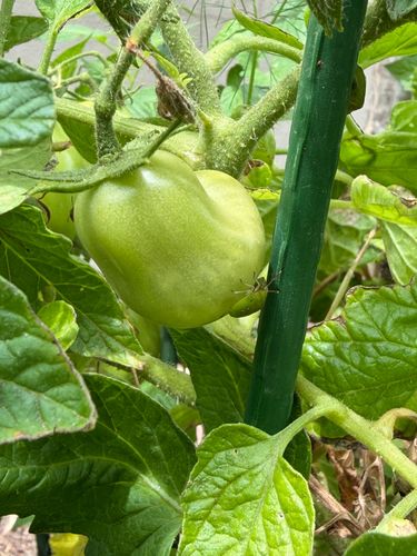 IMG_2036.jpeg IMG_2036.jpeg