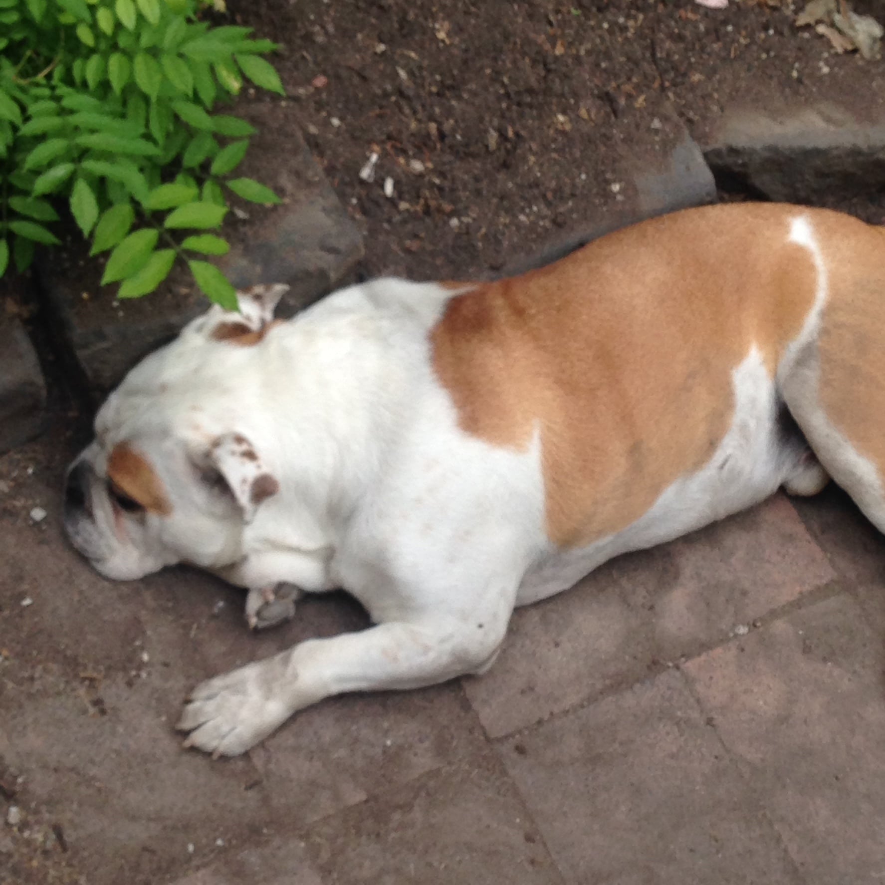 IMG_5390.JPG IMG_5390.JPG