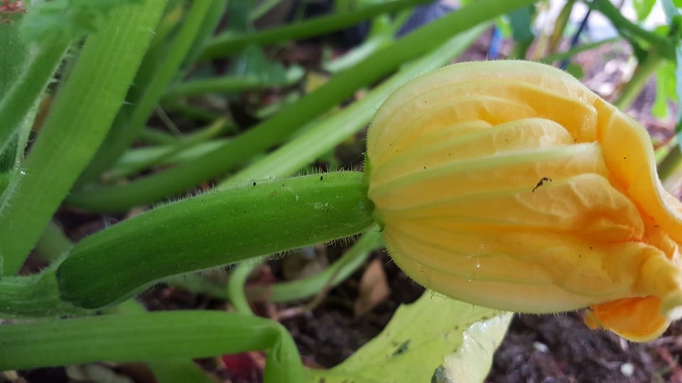 blackjack.jpg blackjack.jpg