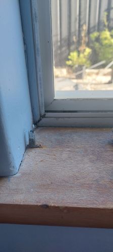 Window Spring Rip How to remove curtain springs from timber windowsills? - Bunnings ...