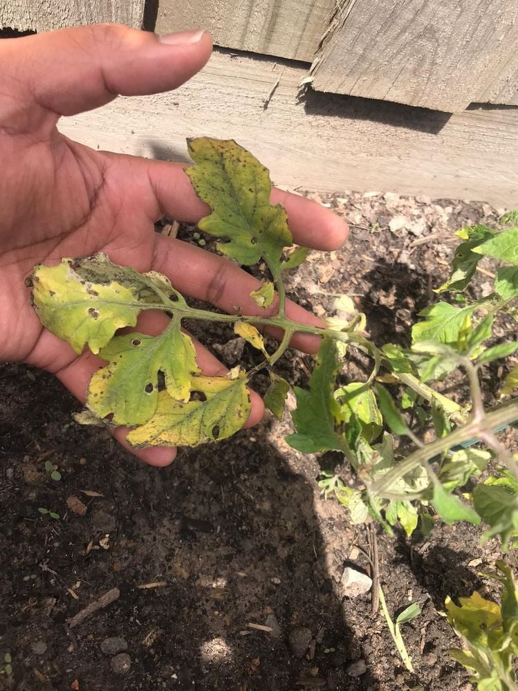 6170a07d-dca9-4474-baa1-2460f6939d8e.jpg 6170a07d-dca9-4474-baa1-2460f6939d8e.jpg