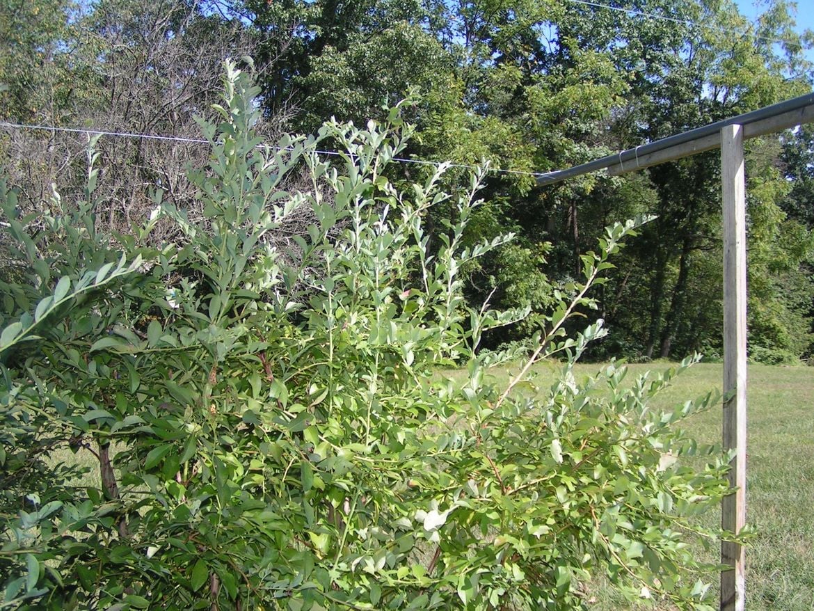 PICT1355.JPG PICT1355.JPG