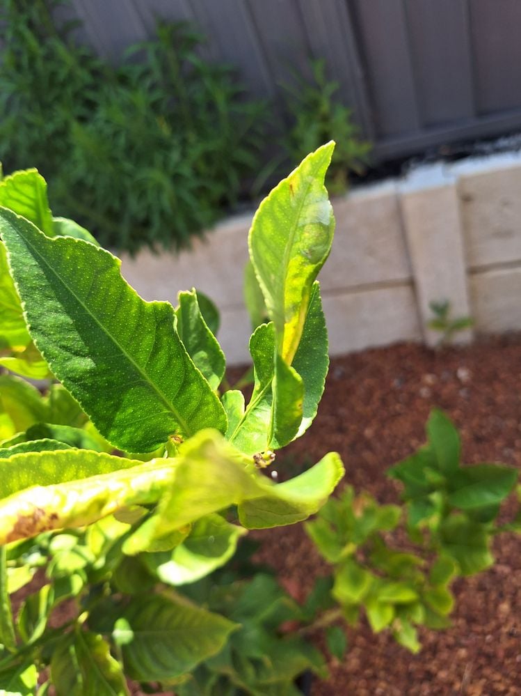 20250101_092813.jpg 20250101_092813.jpg