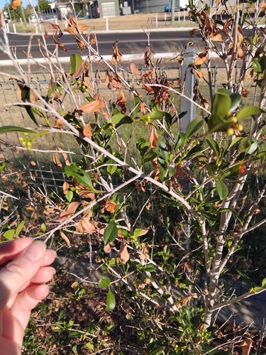 IMG_20250316_074138.jpg IMG_20250316_074138.jpg