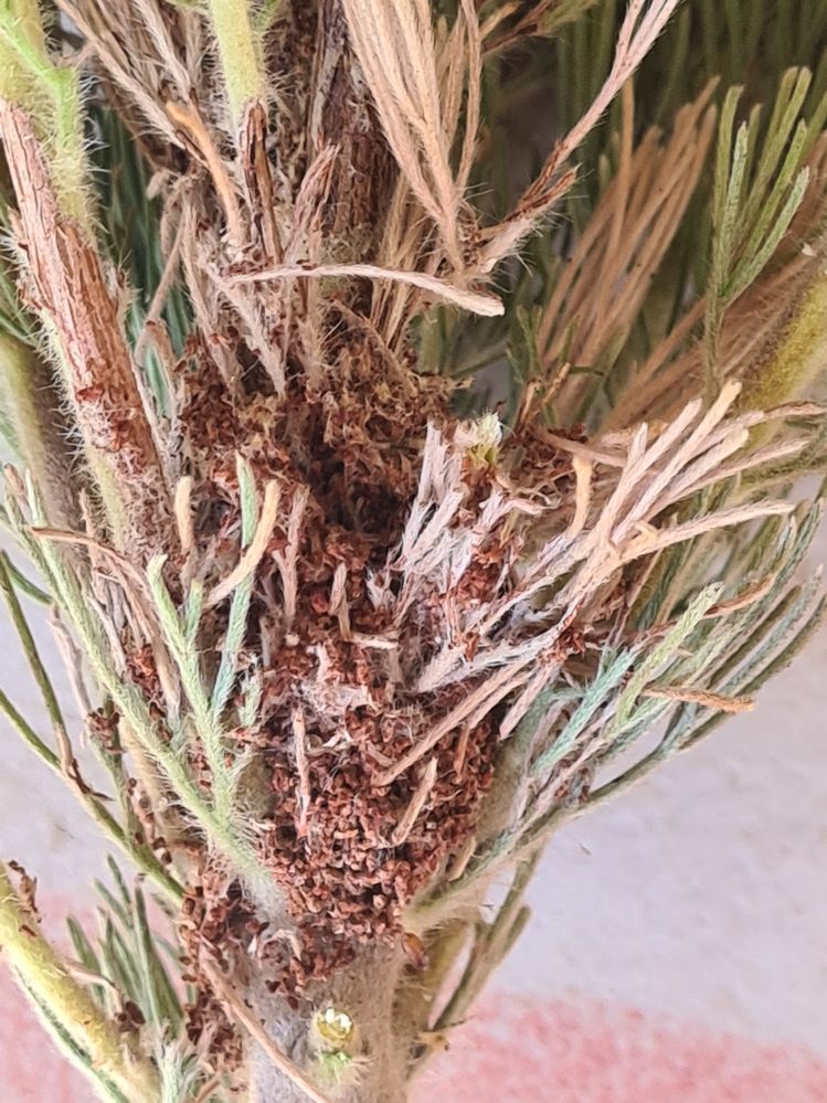 Albany Woolly Bush.jpg Albany Woolly Bush.jpg