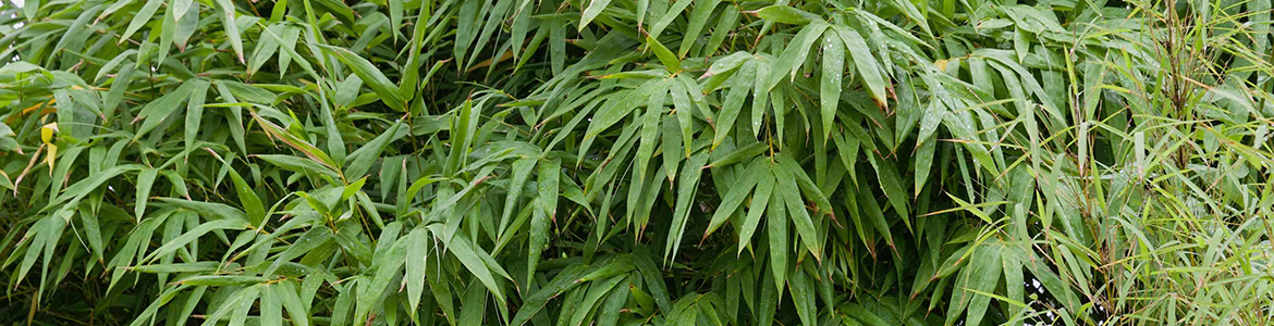 BambooHero.png BambooHero.png