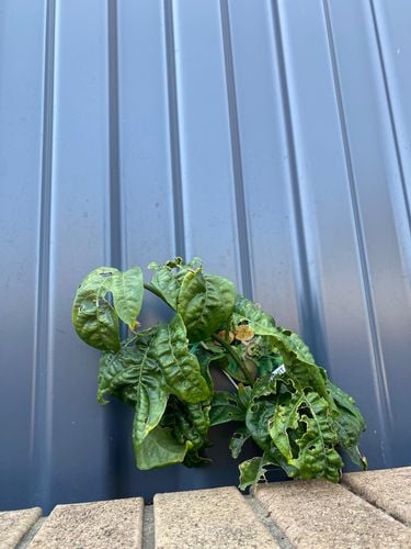 IMG_9945.jpeg IMG_9945.jpeg