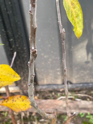 IMG_8748.jpeg IMG_8748.jpeg