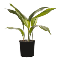 Cast iron plant.png Cast iron plant.png
