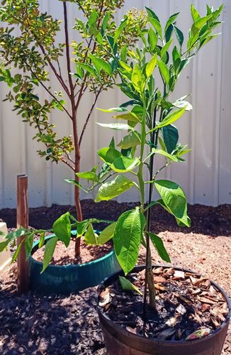 IMG_20240128_134126.jpg IMG_20240128_134126.jpg