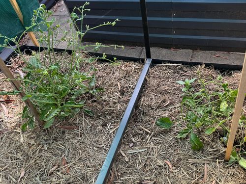 tomato_01.jpg tomato_01.jpg