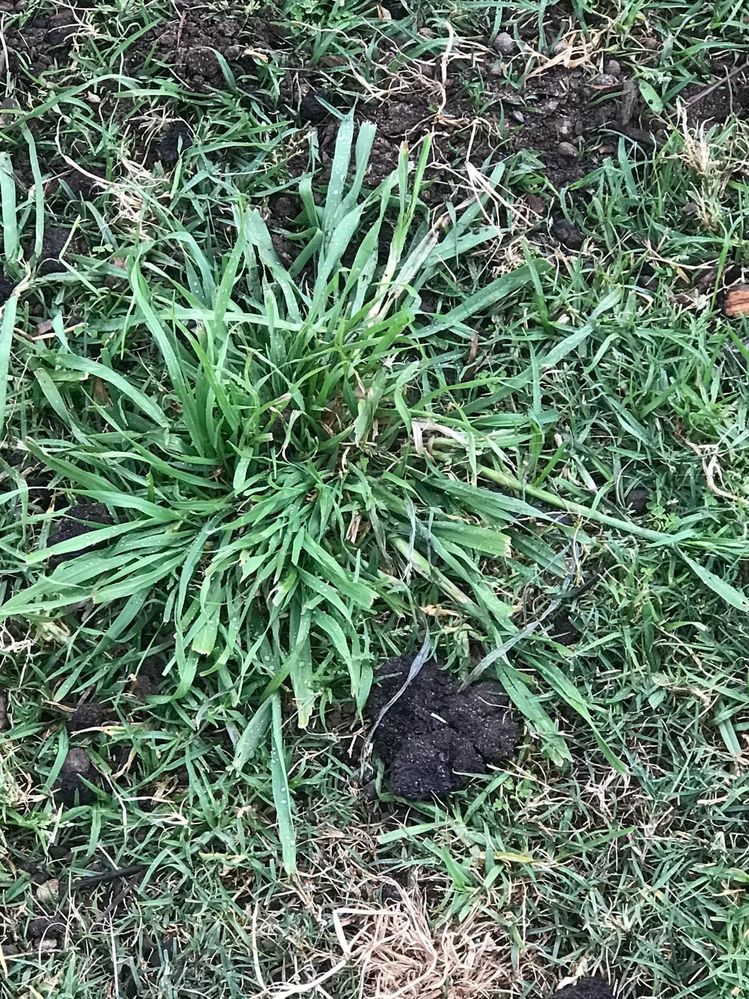 Weed 2.jpg Weed 2.jpg