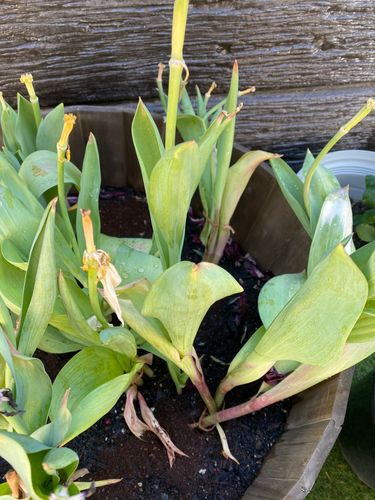 2CB1DAC9-DD2A-404D-A124-FD09B3FC107A.jpeg 2CB1DAC9-DD2A-404D-A124-FD09B3FC107A.jpeg