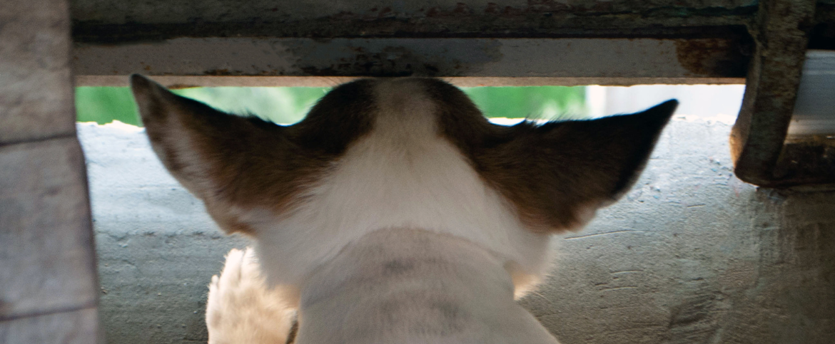 Close small gaps for pet safety.png Close small gaps for pet safety.png