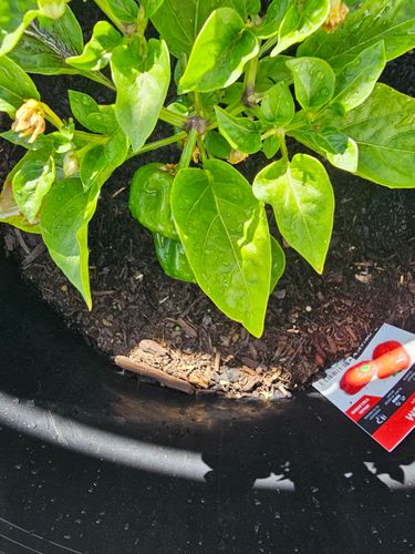 1000037386.jpg 1000037386.jpg