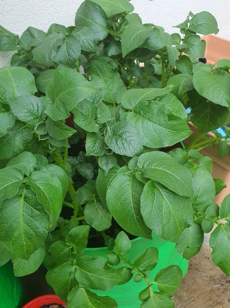 IMG-20240104-WA0003.jpg IMG-20240104-WA0003.jpg