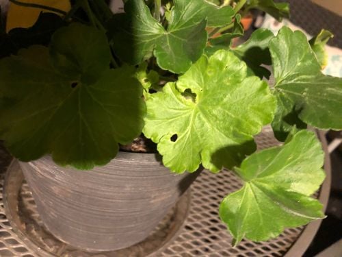 173C48A4-04CC-419C-9ACD-C34854970EC9.jpeg 173C48A4-04CC-419C-9ACD-C34854970EC9.jpeg