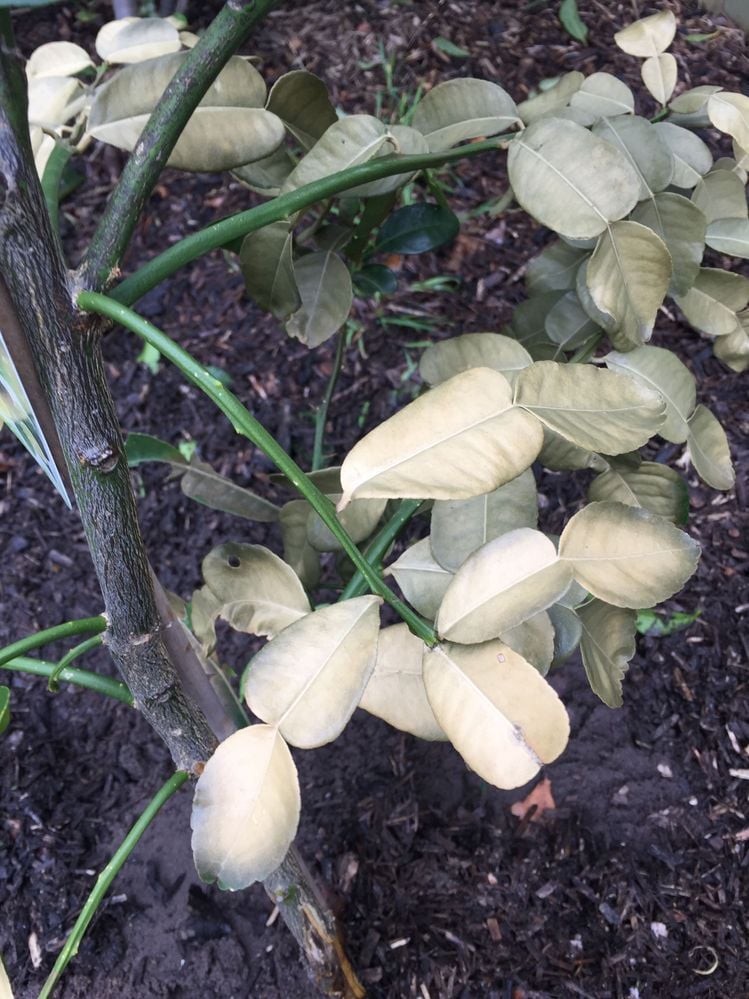 CDD391E6-75DF-41AA-A221-99D1C00B0857.jpeg CDD391E6-75DF-41AA-A221-99D1C00B0857.jpeg