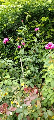 Gardenhelp_0-1708484781162.jpeg Gardenhelp_0-1708484781162.jpeg