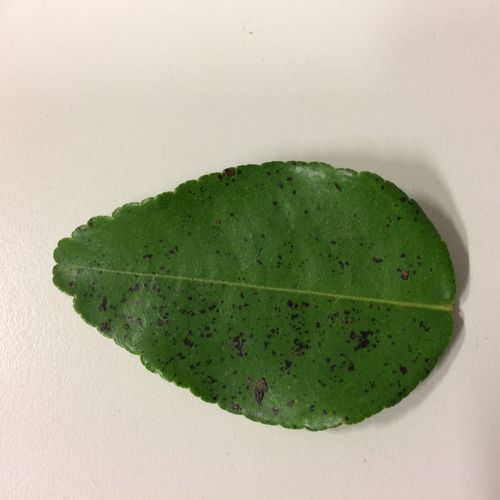 leaf.jpg leaf.jpg