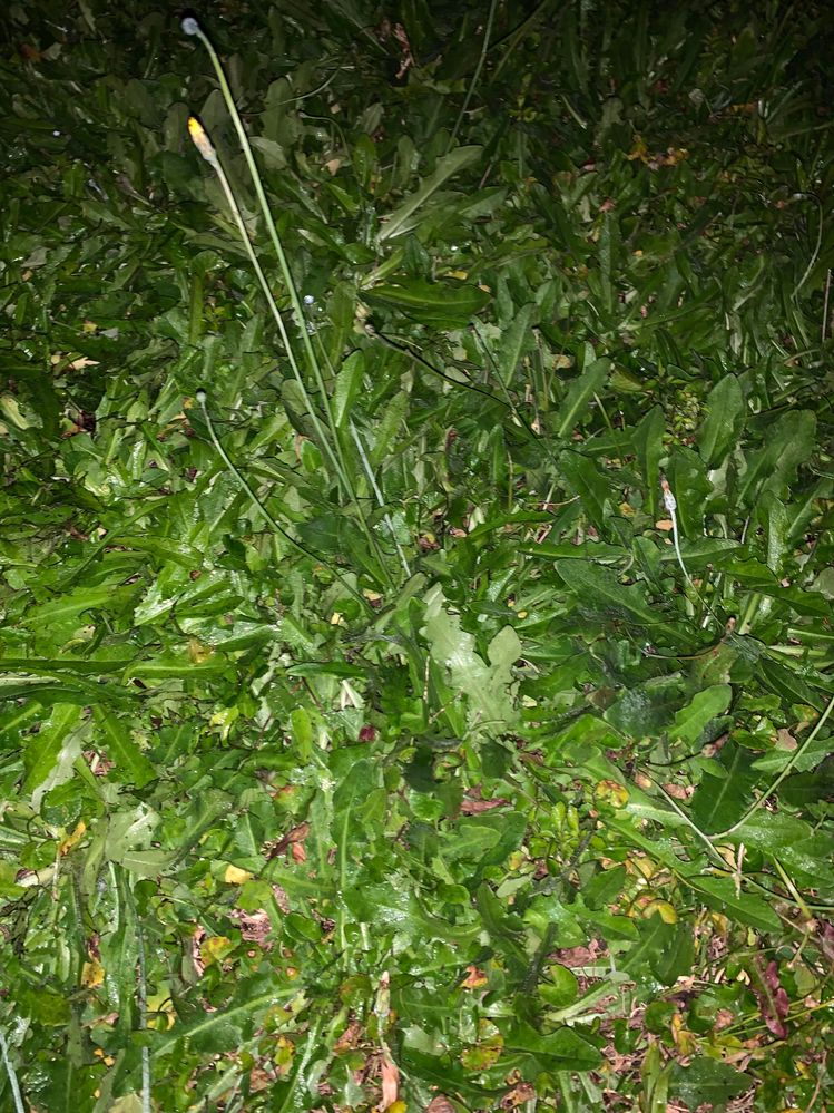 weed 3.jpeg weed 3.jpeg