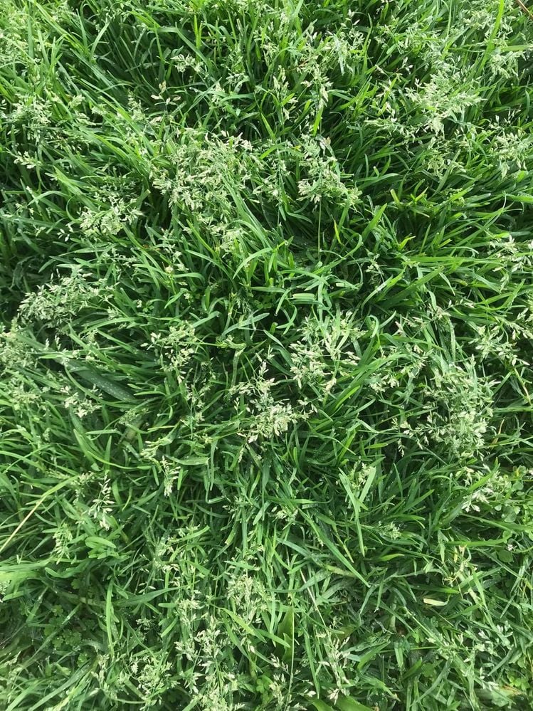 Weed 1.jpg Weed 1.jpg