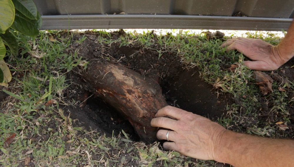 New Tree Root.png New Tree Root.png