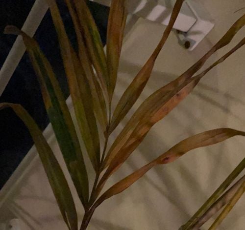 22430AC0-D77F-4AF7-9A8B-6DDB6C515E7F.jpeg 22430AC0-D77F-4AF7-9A8B-6DDB6C515E7F.jpeg