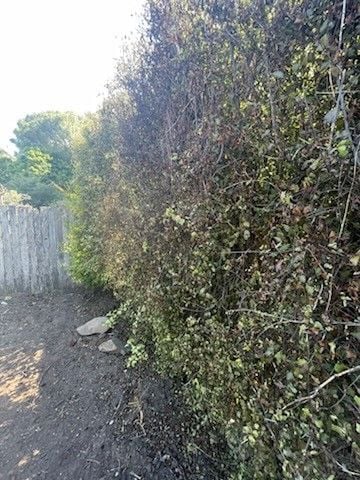 hedge 5.jpg hedge 5.jpg