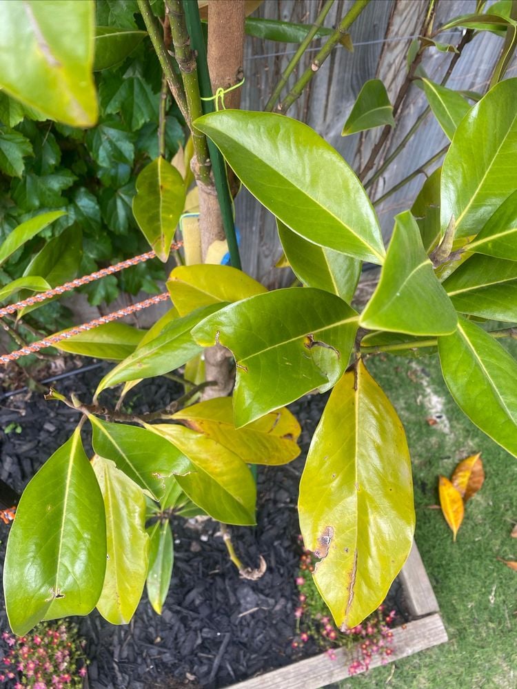 How to treat yellow sweet caroline magnolia leaves? - Bunnings Workshop ...
